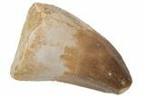 Fossil Mosasaur (Prognathodon) Tooth - Morocco #216993-1